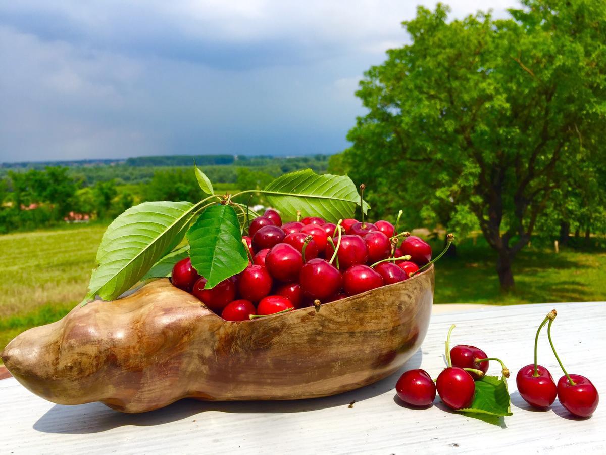 Honey Hill Apartment Fruska Gora Cerevic Bagian luar foto